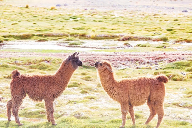 Llama in remote area of Argentina