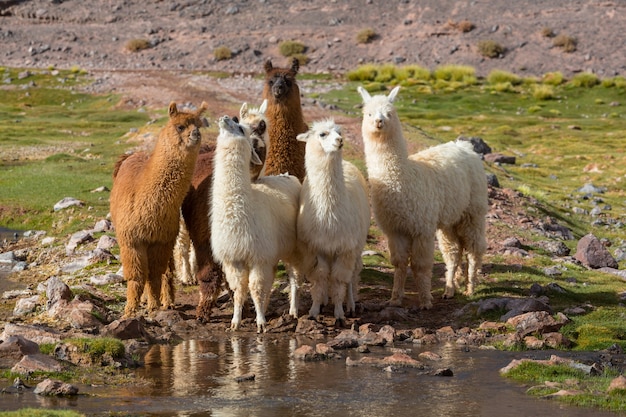 Llama in remote area of Argentina