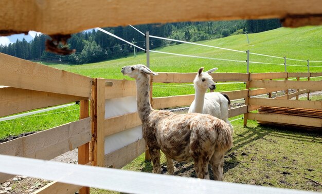 Llama's behind wooden fence in a mountain meadow in austria