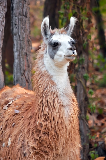 Llama