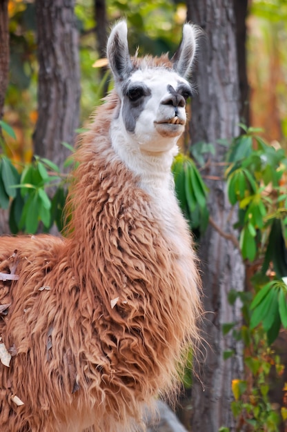 Llama