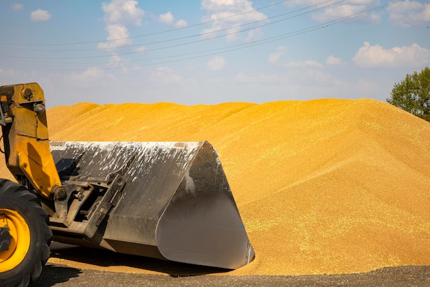 Loader bucket loading grain close up. Big heap of grain corn in a warehouse at food factory.