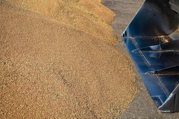 Loader bucket loading grain close up. Big heap of grain corn in a warehouse at food factory.