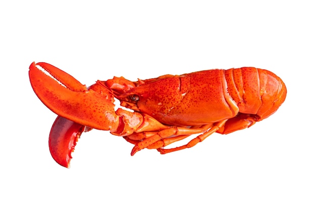 lobster fresh seafood expensive food product meal food snack on the table copy space food