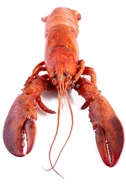 Lobster isolated on a white background