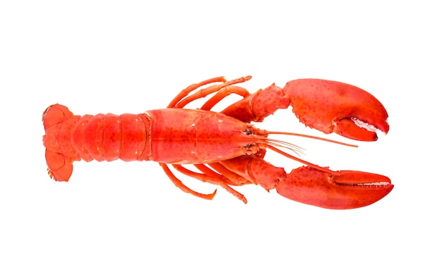 Lobster isolated