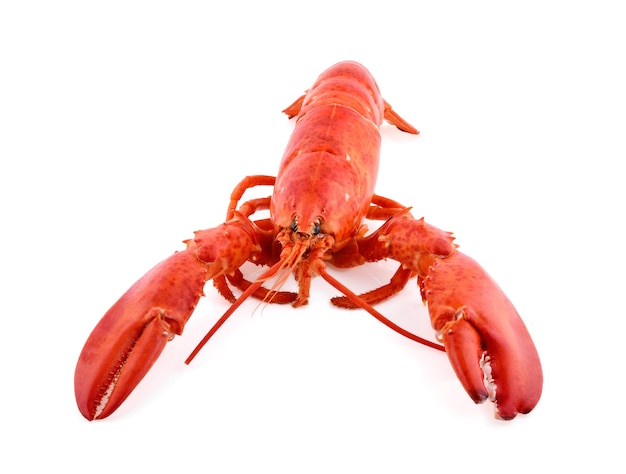 Lobster isolated