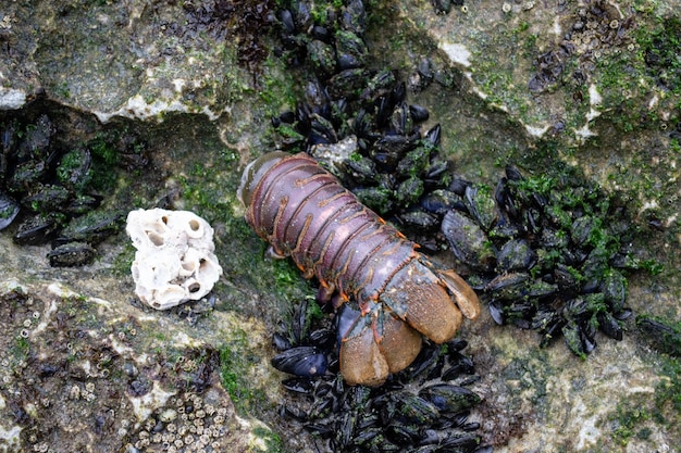 Lobster tail and mussels on algae rocks on the beach sand