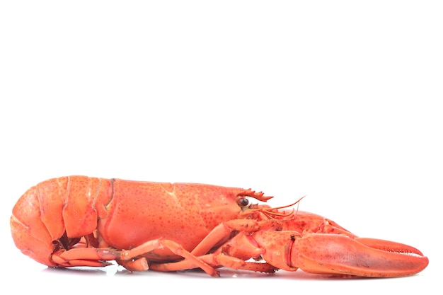 Lobster on a white background