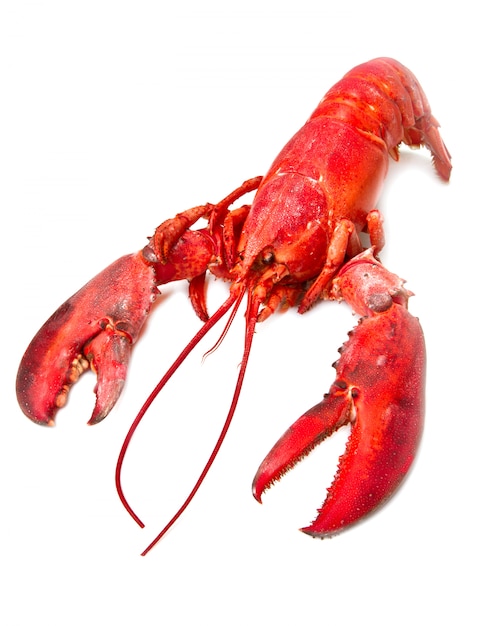 Lobster