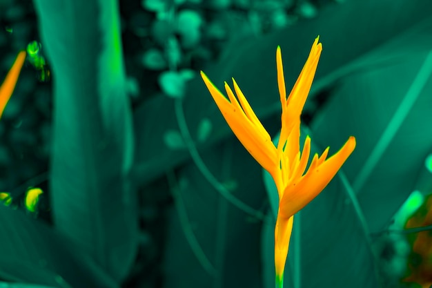 Lobsterclaws or Heliconia flowe orange flower with tropical green leaves on background