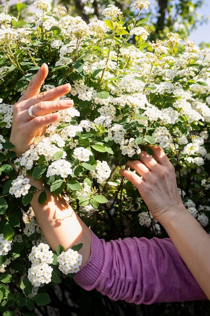 Lobularia maritima flowers alyssum maritimum sweet Alyssum sweet Alison Blooming spring flower