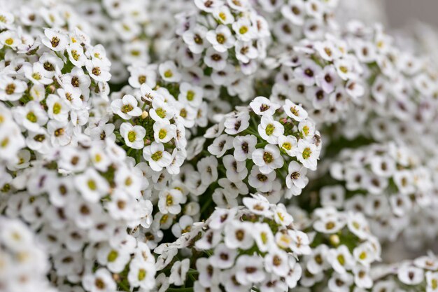 Photo lobularia maritima flowers syn alyssum maritimum common name sweet alyssum or sweet alison a plant typically used as groundcover