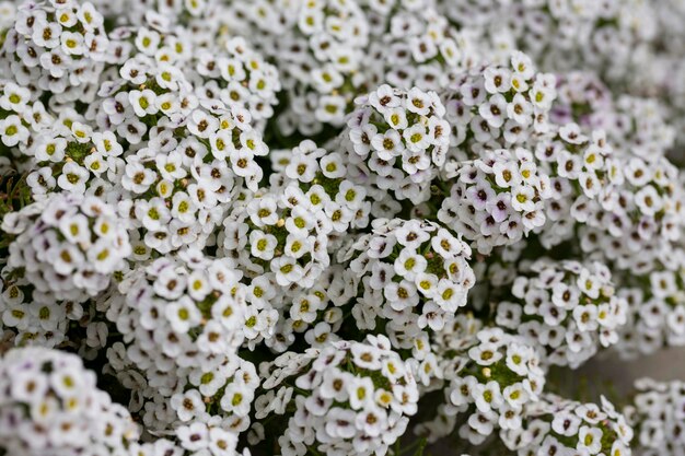 Photo lobularia maritima flowers syn alyssum maritimum common name sweet alyssum or sweet alison a plant typically used as groundcover