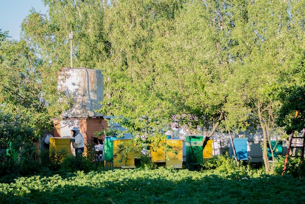 Local ecosystem concept Beekeeper working in his apiary