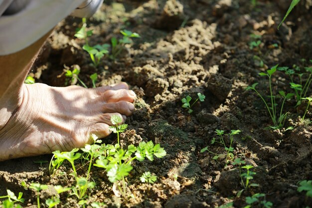 Local farmer Agriculture gardening or ecology concept