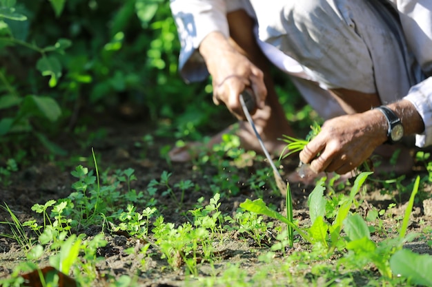 Local farmer Agriculture gardening or ecology concept