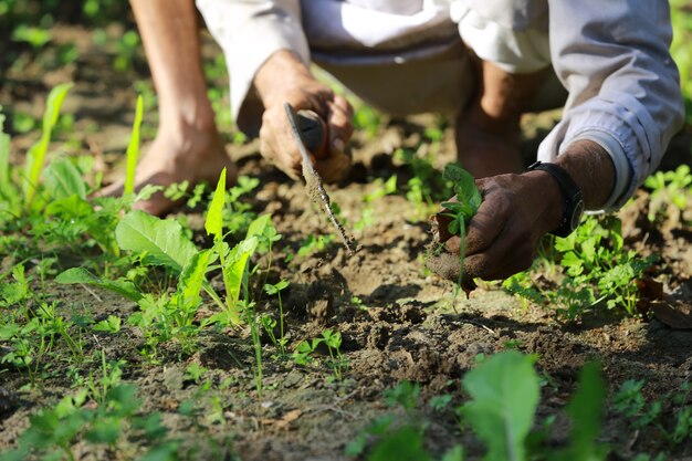 Local farmer Agriculture gardening or ecology concept