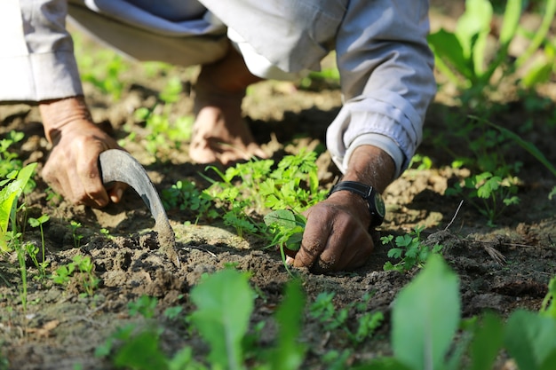 Local farmer Agriculture gardening or ecology concept