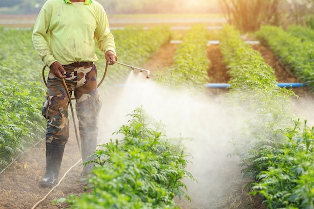 Local Thai farmer or gardener spraying chemical 