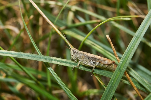 Locust are sitting in the grass on the lawn.