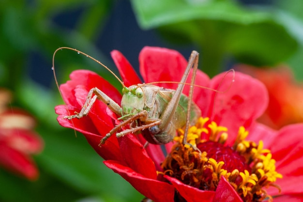 Locust Grass Hopper A differential grasshopper hanging out in a summer meadow