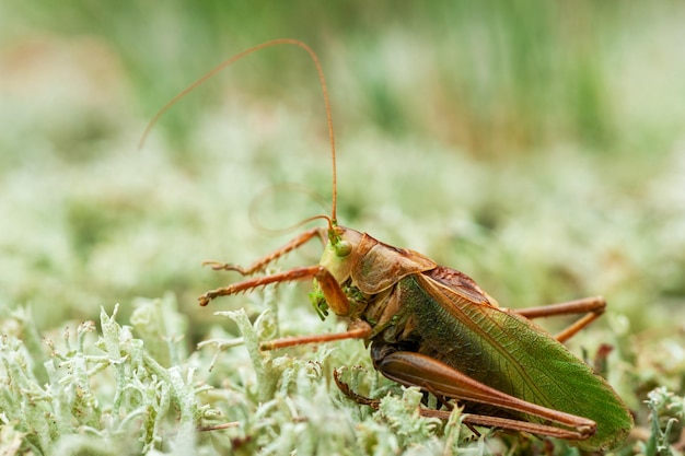 Locust Grass Hopper A differential grasshopper hanging out in a summer meadow