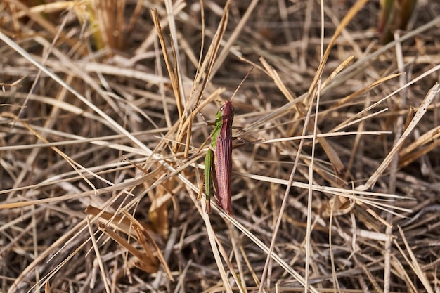 Locusts are sitting in the grass on the lawn