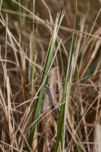 Locusts are sitting in the grass on the lawn