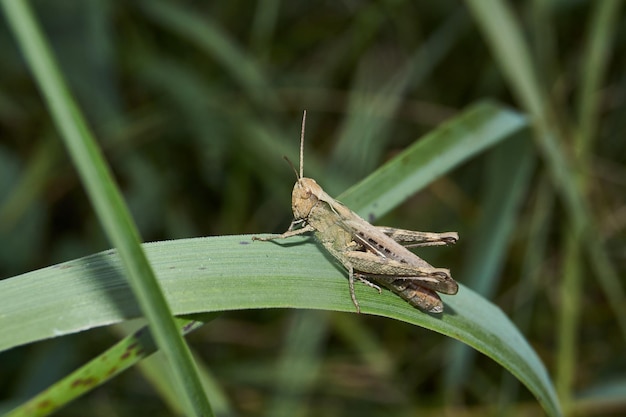 Locusts are sitting in the grass on the lawn