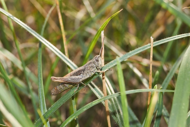 Locusts are sitting in the grass on the lawn