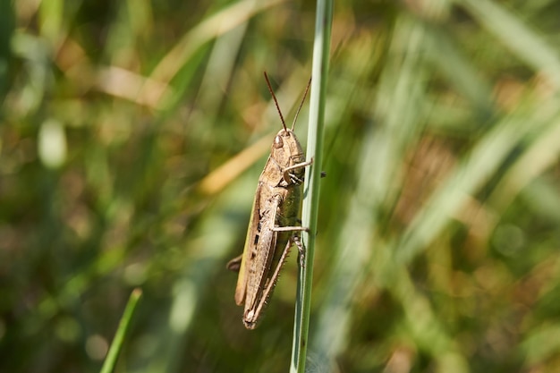 Locusts are sitting in the grass on the lawn