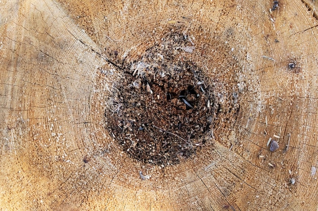 Log in section closeup wood old rings