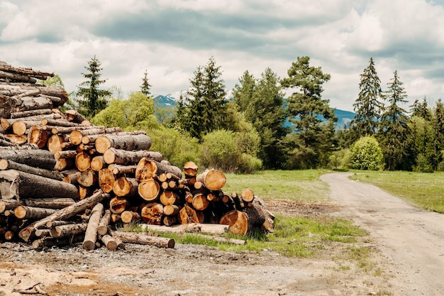 Log spruce trunks pile Sawn trees from the forest Logging timber wood industry Cut trees along a road prepared for removal