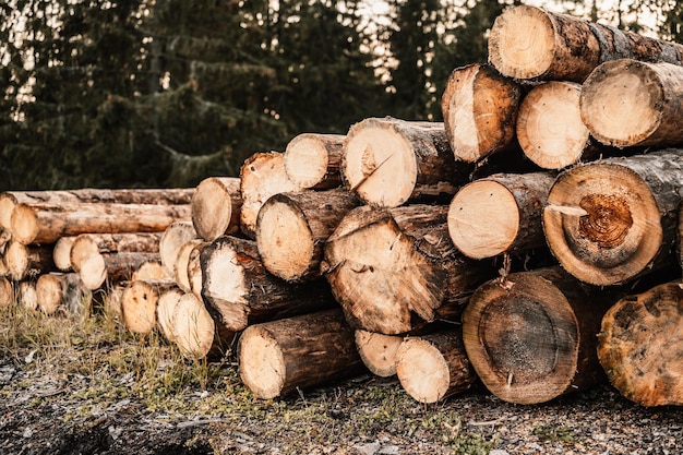 Log spruce trunks pile Sawn trees from the forest Logging timber wood industry Cut trees along a road prepared for removal