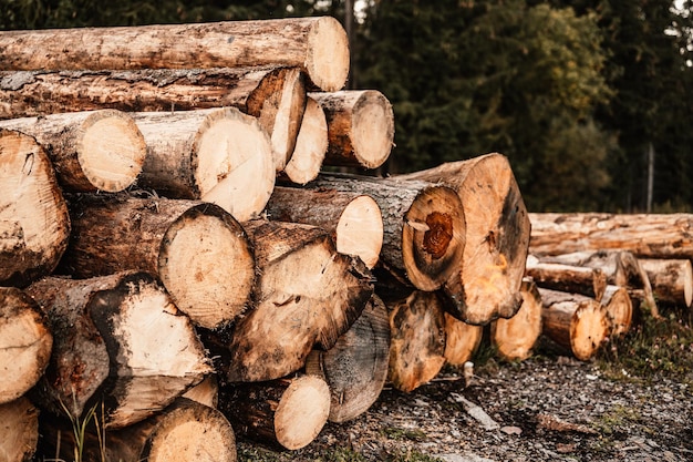 Log spruce trunks pile Sawn trees from the forest Logging timber wood industry Cut trees along a road prepared for removal