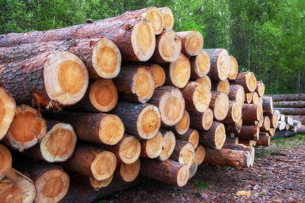 Log trunks forest pine and spruce trees the logging timber wood industry