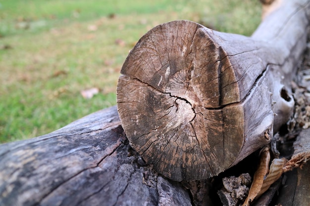 Log trunks pile the logging timber on green grass Nature concept