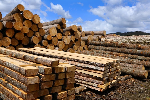 Logging sawing into round logs for the production of wooden products