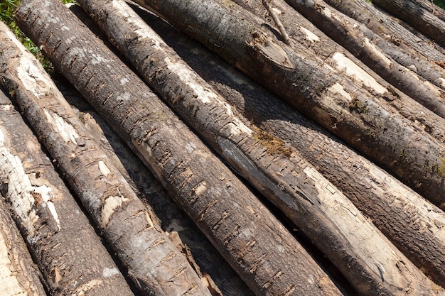 Logs of coniferous pines stacked together during wood harvesting, wood with bark and damage