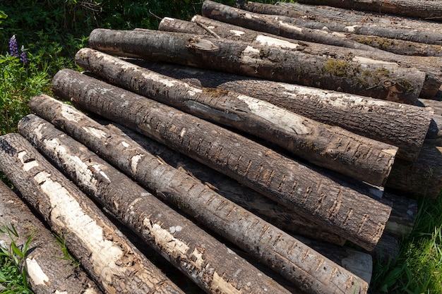 Logs of coniferous pines stacked together during wood harvesting, wood with bark and damage