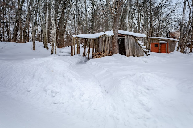 Logs of firewood in a wood storage shed in winter. Rural scene.