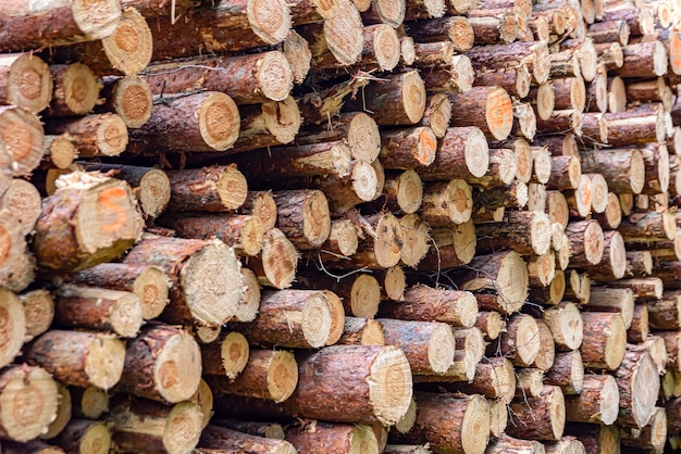 Logs in a heap harvesting pine logs in the forest folded wood a pile of logs in a coniferous forest ...