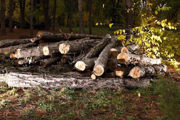 Logs on a pile on a background of the forest Deforestation concept The felled trees lie on the ground