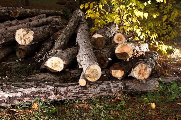 Logs on a pile on a background of the forest Deforestation concept The felled trees lie on the ground