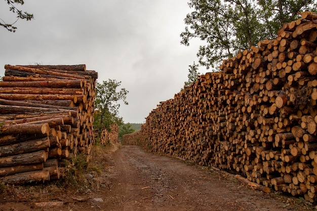 Logs stacked along a forest road  cantabria