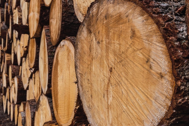 Logs of wood together and go to the sky