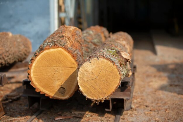 Logs at a woodworking factory