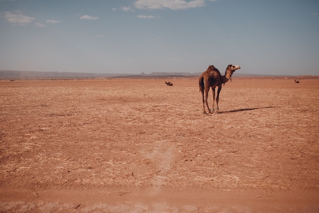 Lone Camel in the Desert Sahara. Sand and sun.