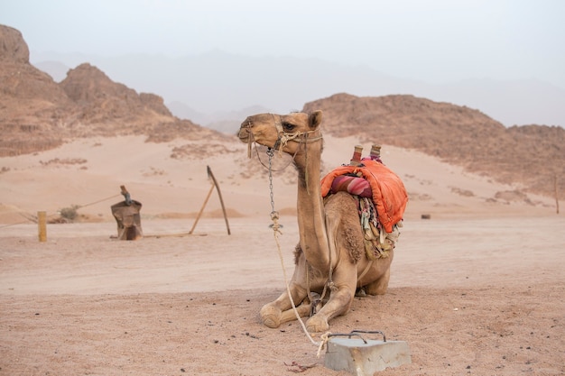 A lone camel tethered in the desert in Sharm el Sheikh Egypt